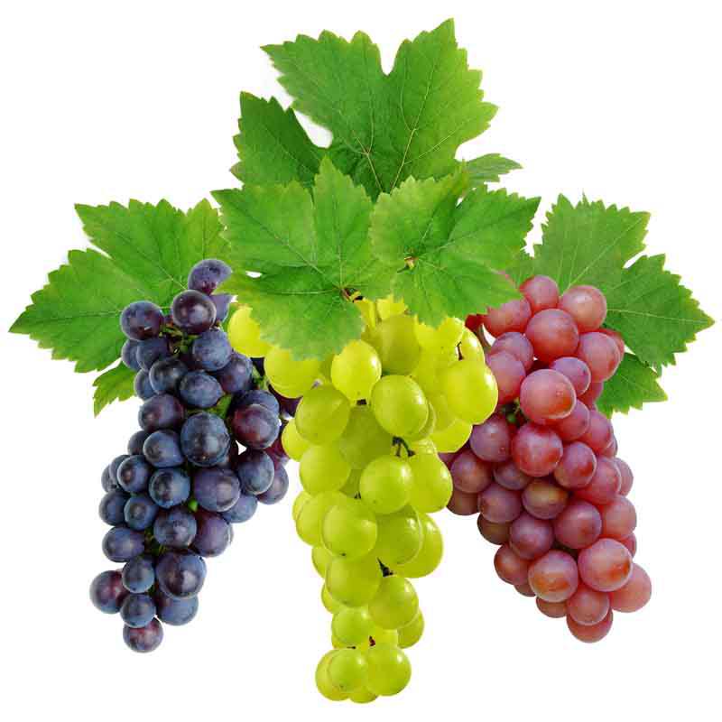 Разновидности винограда